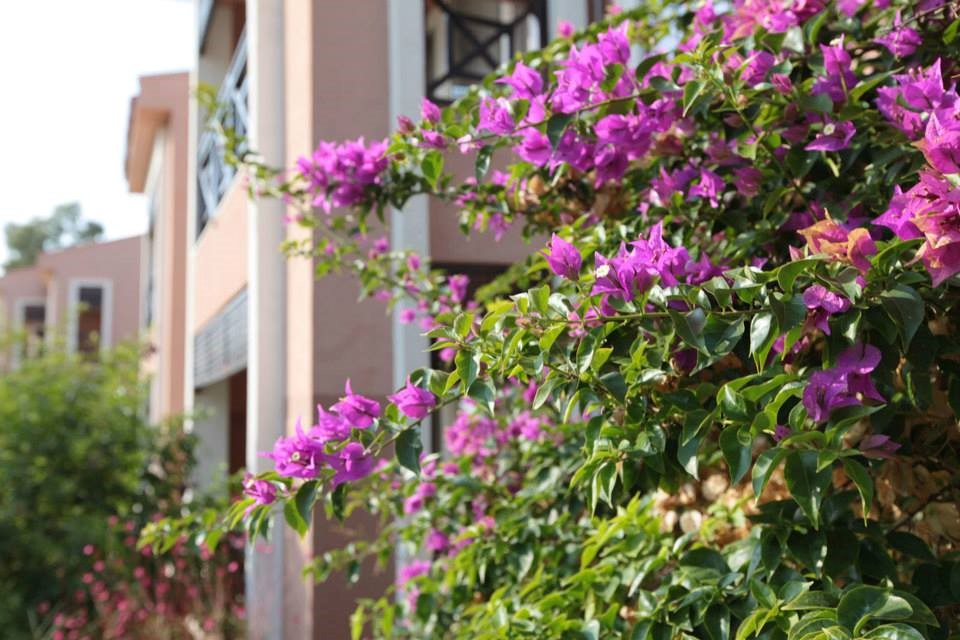 imagini hotel CLUB YALI OZDERE